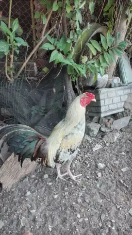 Ayam jago warna