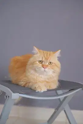 Lepas Adop bermahar Siberian Cat