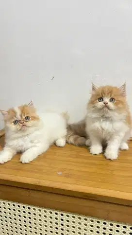 Kucing peaknose dan flatnose