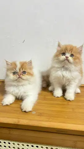 Kucing peaknose dan flatnose