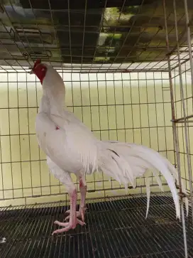 Ayam bangkok khoyngon