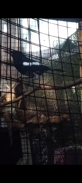 kacer jantan sepasang