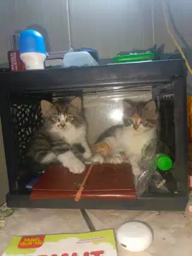Anak kucing half persia/domestic