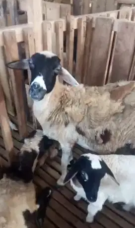 Jual Domba dan kambing, harga terjangkau
