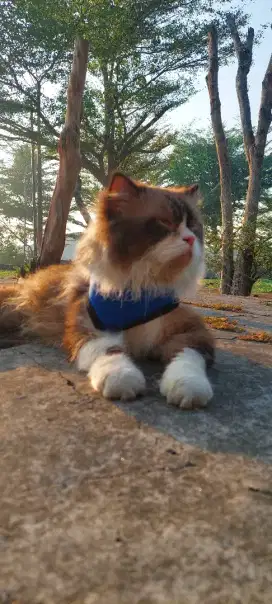 Jasa pacak kucing Ragdoll