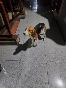 Puppie biegel free
