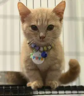 british shorthair (BSH) munchkin