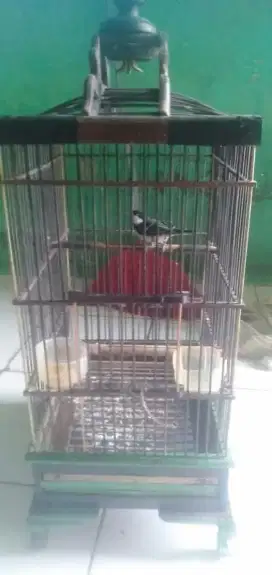 Burung gelatik batu gacor fullset