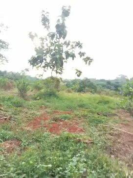 Kebun 3400 m2 HANYA 100rb/m2 Subang JABAR