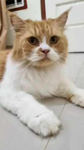 Lepas adopsi kucing