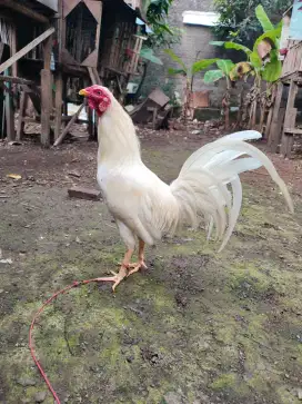 Ayam filipin putih jenis sweater usia setahun siap jadi bapak ayam
