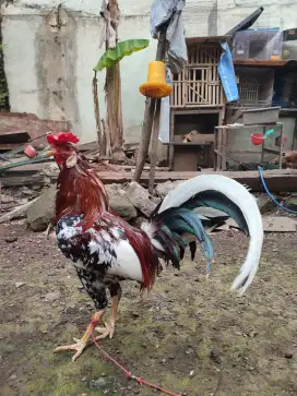 Ayam filipin spangle (blorok) brumbun siap tarung usia mapan