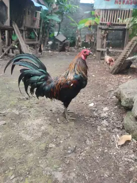 Ayam Filipina jantan usia setahun jenis sweater