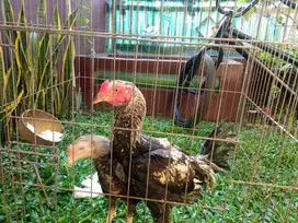 Ayam Bangkok Thailand