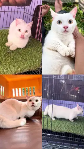 Kucing munchkin top standar
