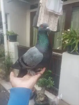 Burung dara merpati 2 pasang(jual bu banget)