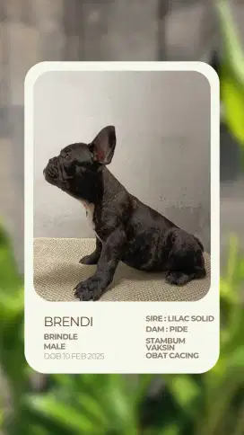 French Bulldog Male