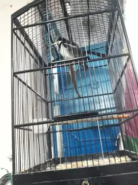 Di jual burung jalak suren gacor