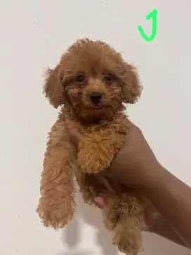 Toy Poodle Non Stamboom