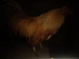 Pacek ayam Kate