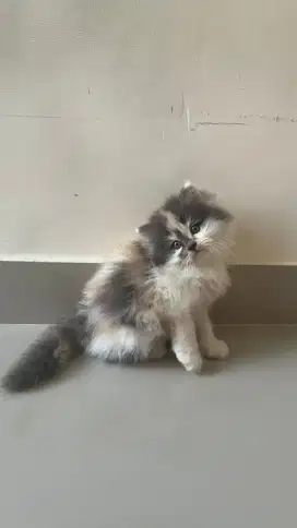 Kitten Calico Gen Long Hair