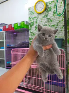 Kucing bsh munckin British shorthair betina