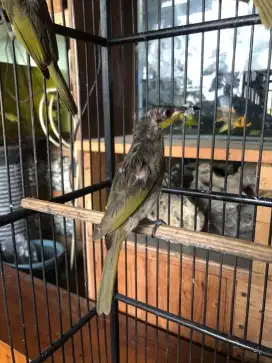 Cucak kombo muda jantan