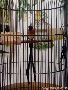 Burung Paradise Whydah