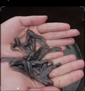 Bibit ikan lele