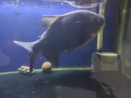 Black Pacu 30cm