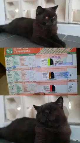 Kucing BSH BRITISH SHORTHAIR