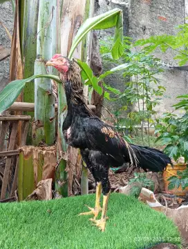 Ayam Bangkok Janggaran Muda Usia 6 Bulan.