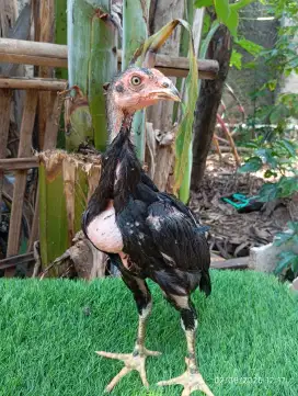 Anakan ayam Bangkok Usia 1,5 bulan