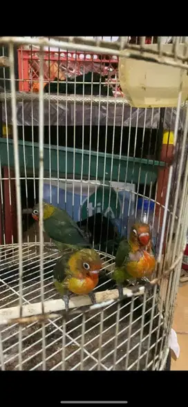 Lolohan lovebird
