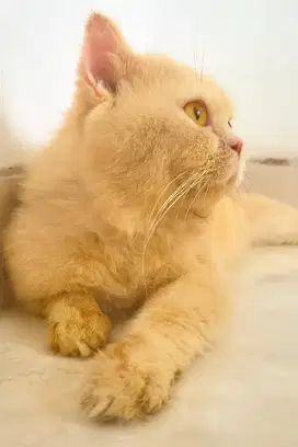 British Shorthair (BSH) Cream Solid – Jasa Pacak