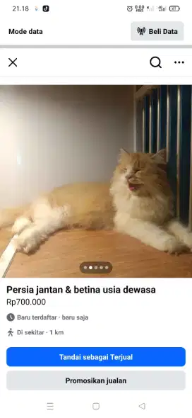 Open adopsi kucing Persia