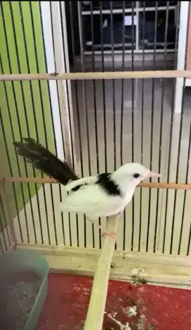 murai batu panda betina siapan