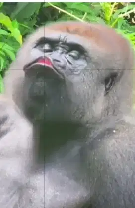 Saya sedang mecari pekerjan