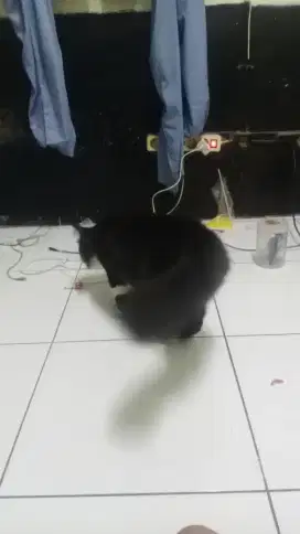 kucing anggora jantan