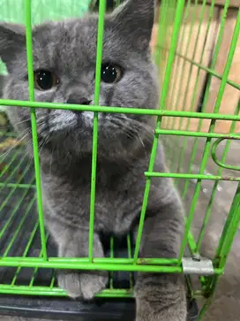 Kucing bsh original blue solid