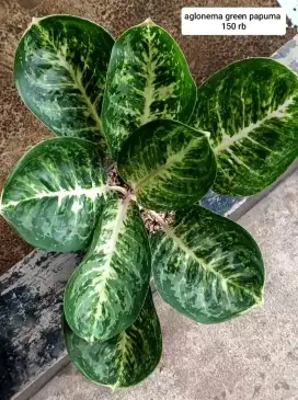 Jual tanaman hias bandung
