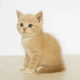 Kucing BSH Cream