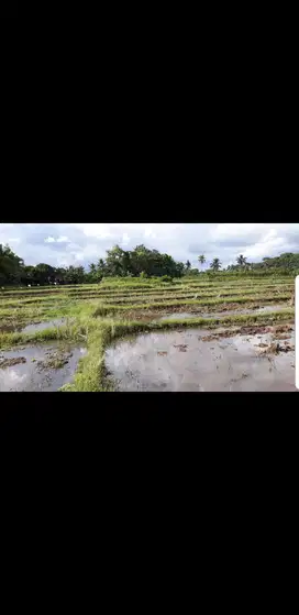Wringinsari RT002 RW02, Kembiritan, Genteng