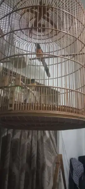 Jual burung murai sepasang siaap produksi