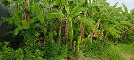 JUAL TANAH LOKASI KEDUNGKENDO CANDI