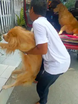 Golden Retriever 10 bulan