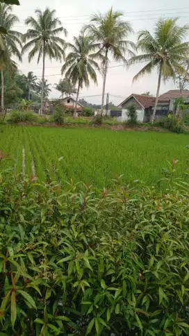 Di jual sawah ( masih aktif panen )