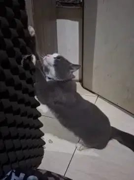 Kucing bsh bicolor blue