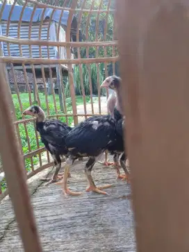 Jual Anak ayam Bangkok umur 2 bulan