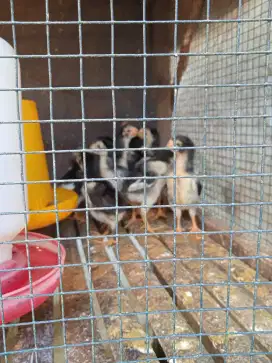 Jual anak ayam Bangkok umur 3 Minggu